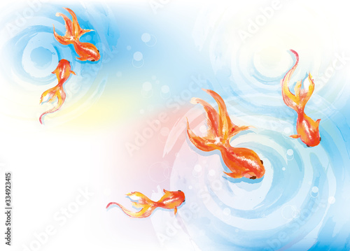 Fototapete 金魚 金魚 金魚すくい 泳ぐ お祭り 屋台 店 出店 淡水魚 金魚鉢 アクアリウム Okaka08