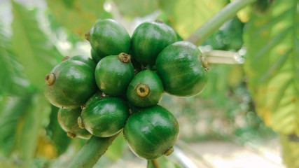 coffee fruit that is green and looks so fresh after rain
