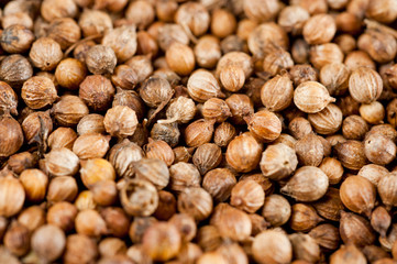 Coriander grains shot large on a wooden background. Background for spices and cuisine.