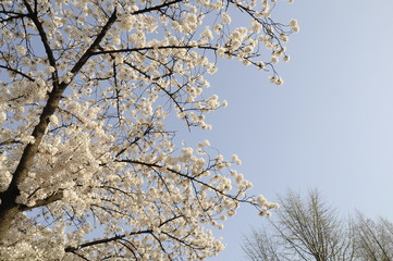 cherry blossom, blooming,  cherry blossom tree, flower, 벚꽃