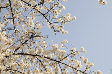 cherry blossom, blooming,  cherry blossom tree, flower, 벚꽃