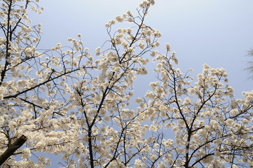 cherry blossom, blooming,  cherry blossom tree, flower, 벚꽃