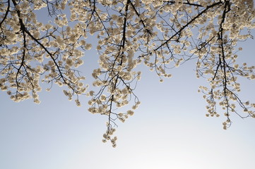 cherry blossom, blooming,  cherry blossom tree, flower, 꽃