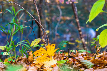 Yellow autumn leaves. Clean mountain river in the autumn forest.