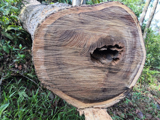 Close-up of timber log on forest floor with hole in trunk.