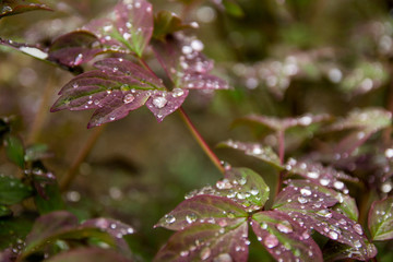 Water drops on a leaf, green leaves on bushes .Morning dew