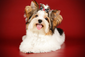 Biewer Yorkshire Terrier on colored backgrounds