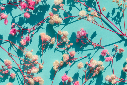 Dried flowers, hypsophila close-up, pink flowers on a turquoise background, image with hard lighting