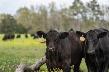 Two Angus calves in springtime