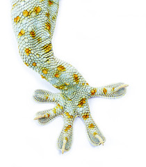 Close up Gecko leg, finger gecko isolated white background