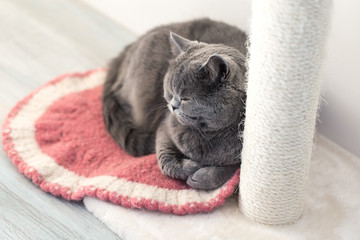 A grey cat is resting on a rug, next to a scratching post