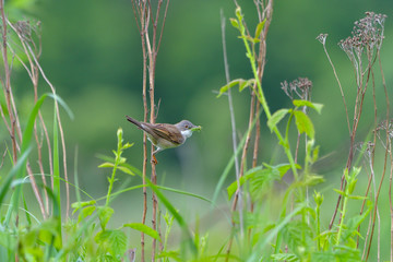 Bird - Red-backed Shrike (Lanius collurio)