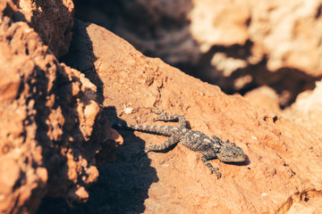 Lizard on the stone.