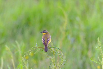 Bird - Yellow Wagtail (Motacilla flava) male, spring time