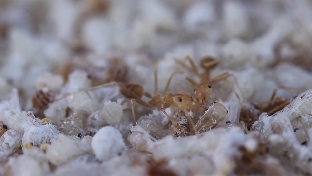 Fighting red ant or oecophylla smaragdina fabricius in nest
