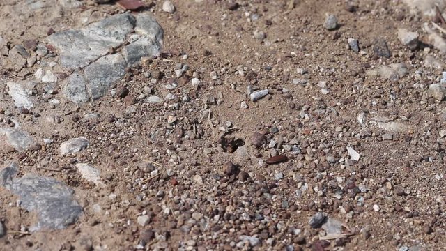 Black garden ant  group or lasius niger on hole ground background