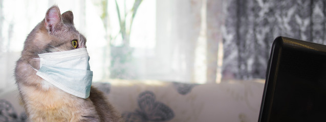 Fluffy grey and brown cat with green eyes in a protective mask. The cat was protected from the virus by a mask and education and working online, makes shopping over the Internet 