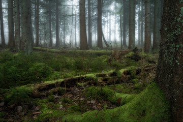 Fototapeta premium Death & Resurrection