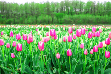 Green fields with pink tulips flowers