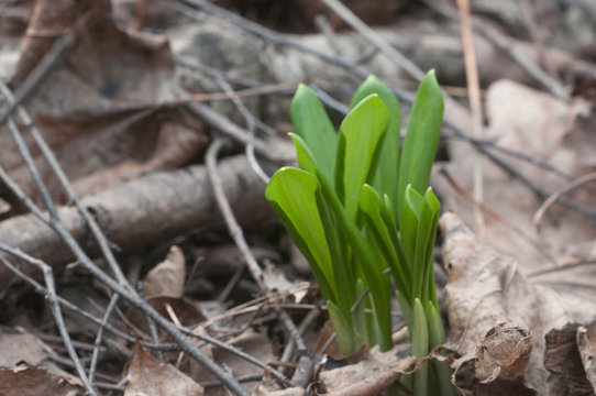 Allium ursinum young leaves