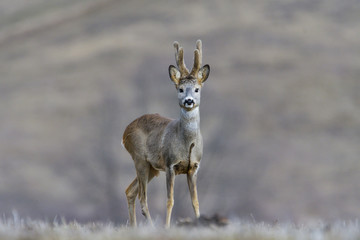 Wild roe deer in a field