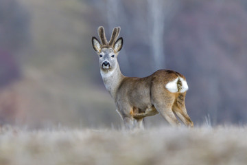 Wild roe deer in a field