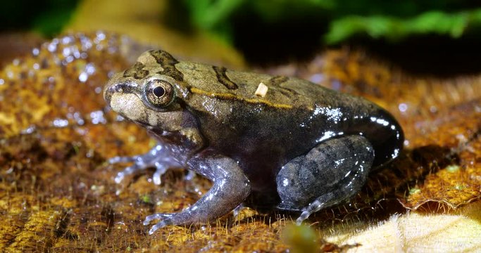 Loreto White-tipped Frog (Leptodactylus rhodomystax). A newly metamorphosed individual, still with tail. Lowland tropical rainforest in Orellana province, the Ecuadorian Amazon.