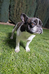 Fototapeta premium Portrait picture of a French Bulldog puppy who is standing in the yard on the grass.dng