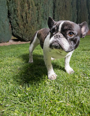 Fototapeta premium Portrait picture of a French Bulldog puppy who is standing in the yard on the grass.dng