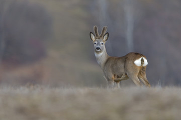 Naklejka na ściany i meble Wild roe deer in a field