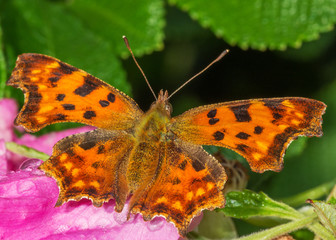 Углокрыльница с-белое.151, 40-55, трава, кусты, деревья, IV-V, VI-IX, часто.Polygonia c-album.31.08.17. оз. Волошинское