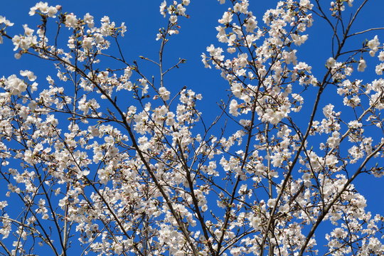 파란 하늘과 벚꽂이 보이는 아름다운 봄풍경