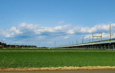 春　麦畑　高架橋　風景　杤木