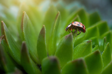 Red ladybug on a green spiky plant Saxifraga. Little ladybirds are covered with dew drops. Sunny summer morning. Cute and beautiful macro for wallpaper or photo picture.