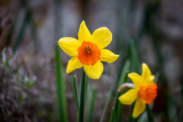 Fototapeta premium Vibrant daffodils on a spring day