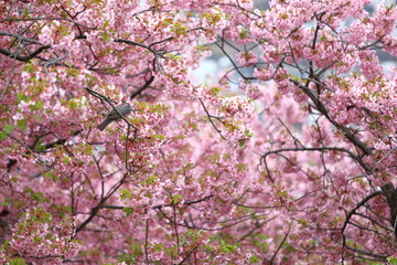 河津桜と鳥