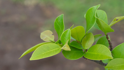 Ficus benjamina leaf, one of the leaves of plants absorbing and storing water in the forest.