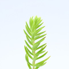 Green seedling on white background