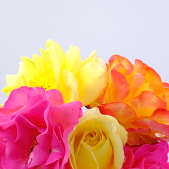 Fototapeta na wymiar Yellow rose isolated on white background. Deep focus.