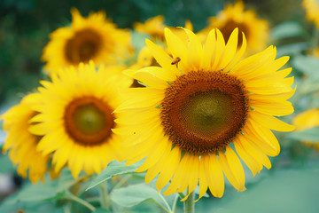 beautiful morning in nature, sunflower blooming in garden