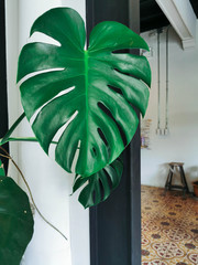 Monstera leaves decorating for composition design.