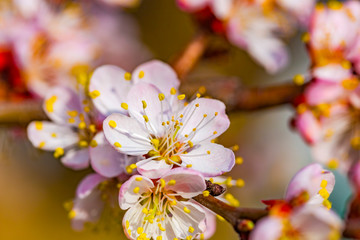 Apricot plum tree Blossom in spring time, beautiful white flowers, soft focus. Macro image with copy space. Natural seasonal background.