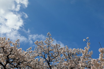 파란 하늘과 벚꽂이 보이는 아름다운 봄풍경