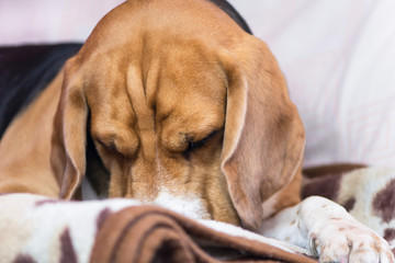 face of a cute beagle dog close up