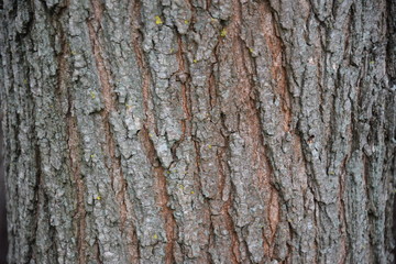 texture of tree bark acacia and olive