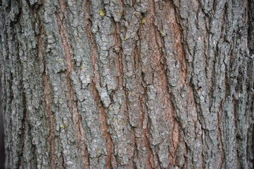 Fototapeta premium texture of tree bark acacia and olive