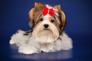 Biewer Yorkshire Terrier on colored backgrounds