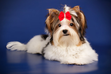 Biewer Yorkshire Terrier on colored backgrounds