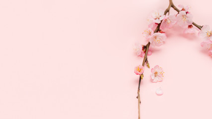 Spring blossoms blooming isolated on pink background, close up copy space, flowers tree branch blooming. Pastel pink background, bloom delicate flowers. Springtime concept.