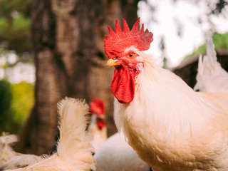 White cock watching the chickens on the farm